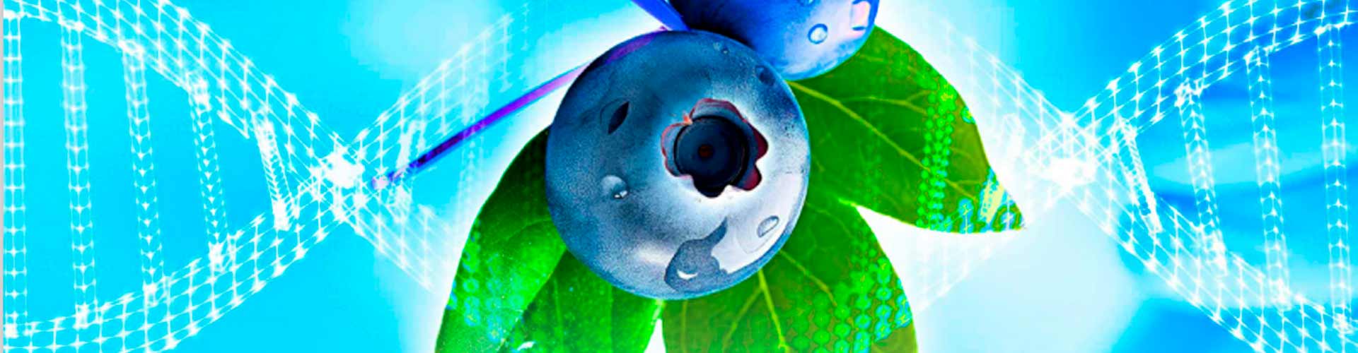 Genetically Improved Fruits for Greater Resilience